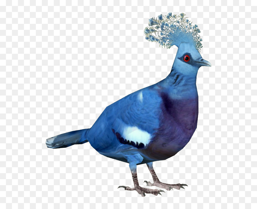Victoria Crowned Pigeon - Victoria Crowned Pigeon Png, Transparent Png - pigeon png images