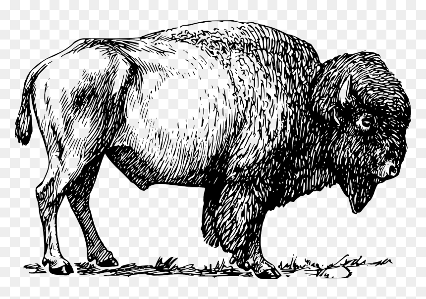 Bison Clipart Black And White, HD Png Download - indian buffalo png