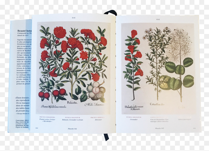 Rosa Glauca, HD Png Download - flowers mala png