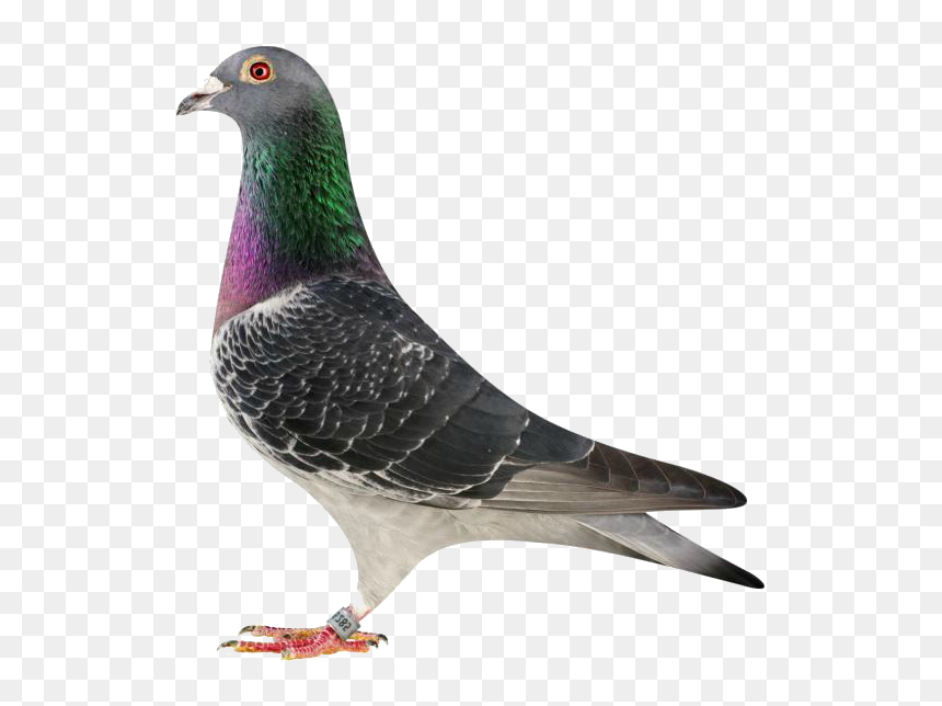 Rock Dove, HD Png Download - pigeon png images