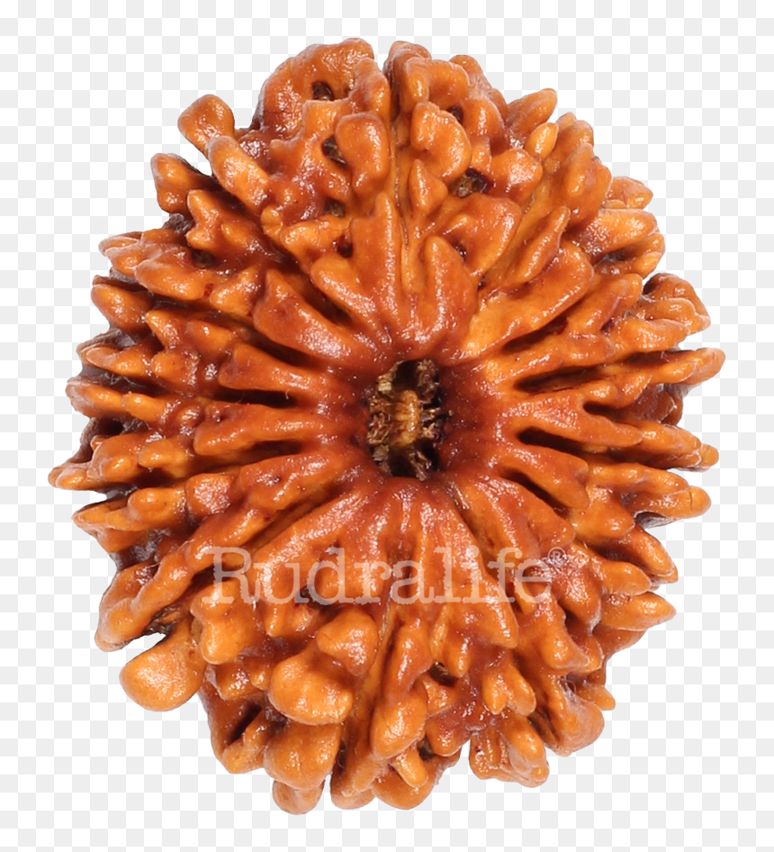 Thirteen Mukhi Rudraksha Rudraksha - Chocolate, HD Png Download - flowers mala png