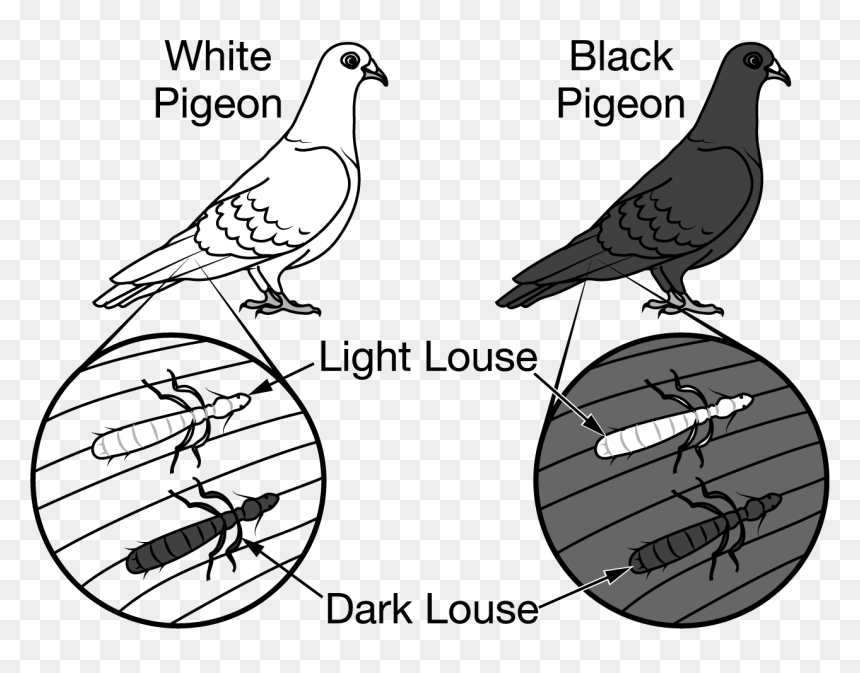 Stock Dove, HD Png Download - pigeon png images