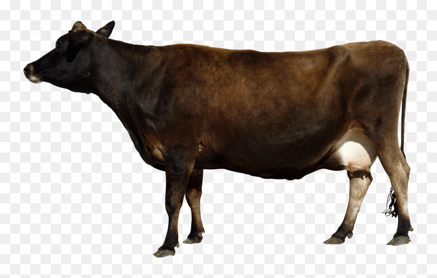 Download This High Resolution Cow Icon Clipart - Brown Cow Transparent, HD Png Download - cow png images