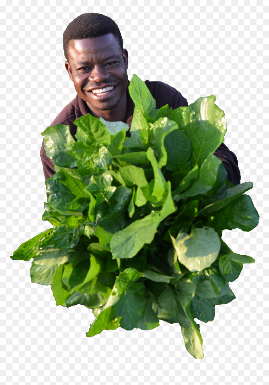 Spinach, HD Png Download - vegetables png images
