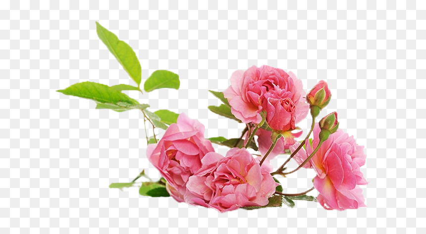 Branch Of Pink Climbing Rose, HD Png Download - mogra flower png