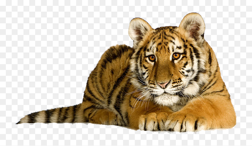 Tiger Png Photo - Рано Или Поздно Ты Будешь На Месте Того, Transparent Png - tiger png image