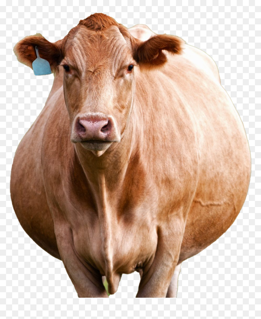 Cow Png Photo - Pregnancy Toxaemia In Cow, Transparent Png - cow png images