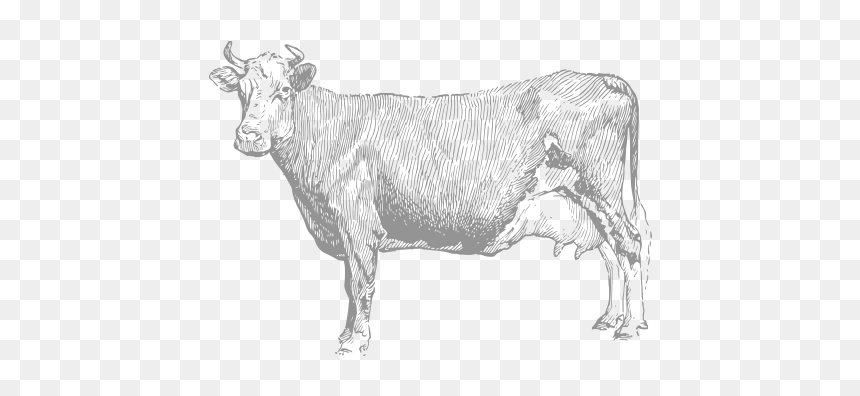 Vintage-cattle, HD Png Download - cow png images