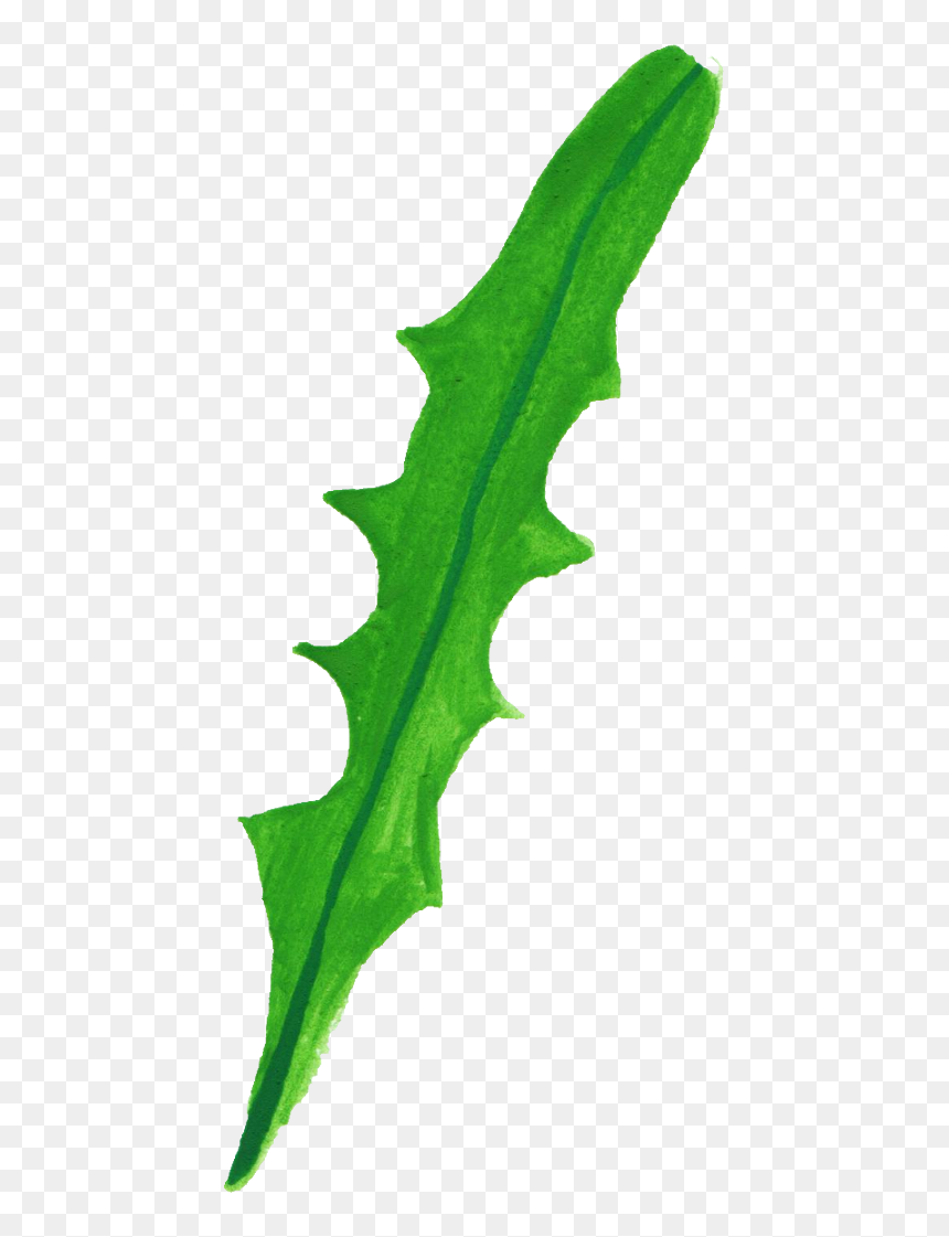 Plant Pathology, HD Png Download - holly leaves png