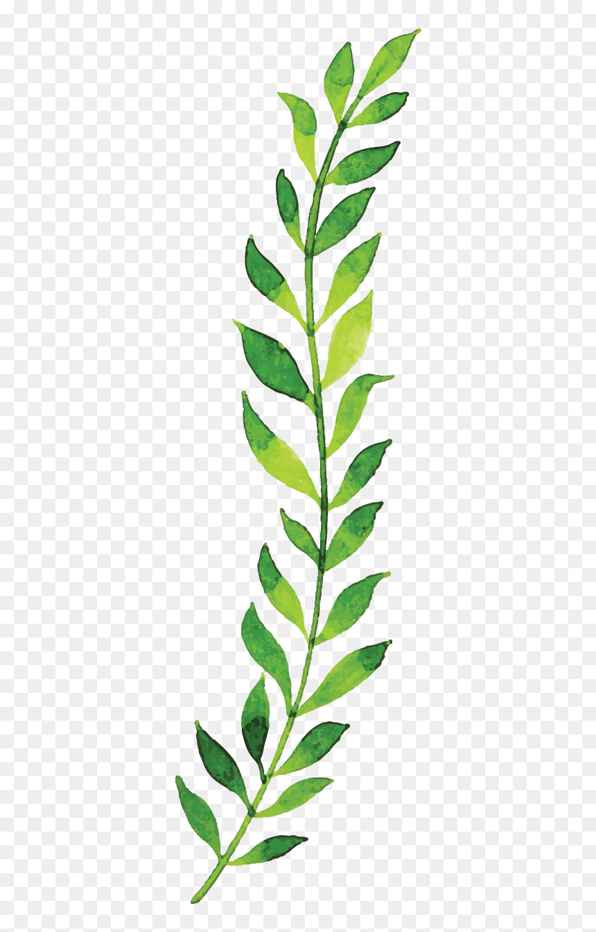 Herbaceous Plant, HD Png Download - holly leaves png