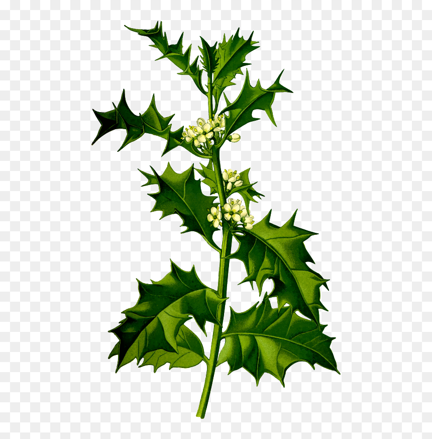 Holly - Ilex Aquifolium L, HD Png Download - holly leaves png
