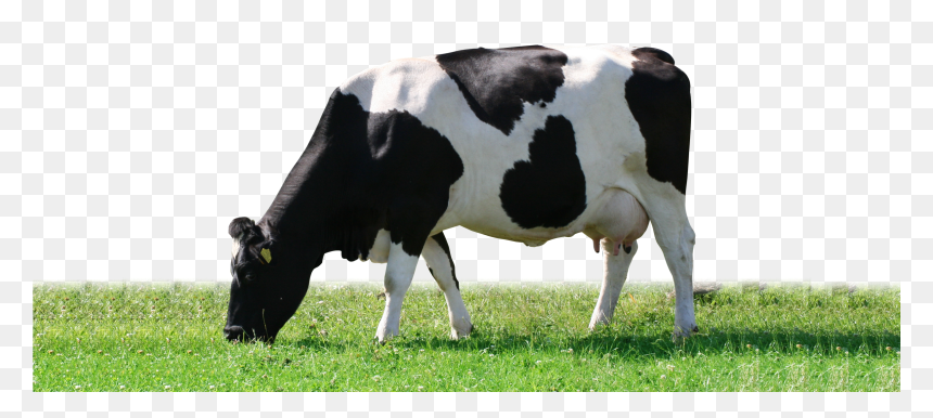 Artisan Dairy Ice Cream - Black And White Cow Eating Grass, HD Png Download - cow png images