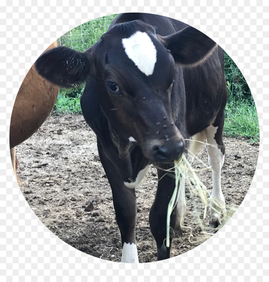 Jennifer Myka - Cow - Dairy Cow, HD Png Download - cow png images
