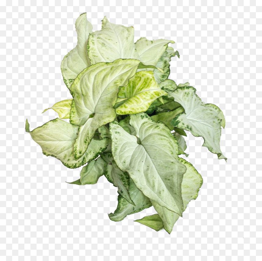 Syngonium Holly, HD Png Download - holly leaves png