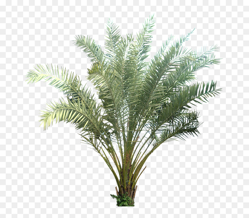 Palm Plant Transparent Background, HD Png Download - palm plant png