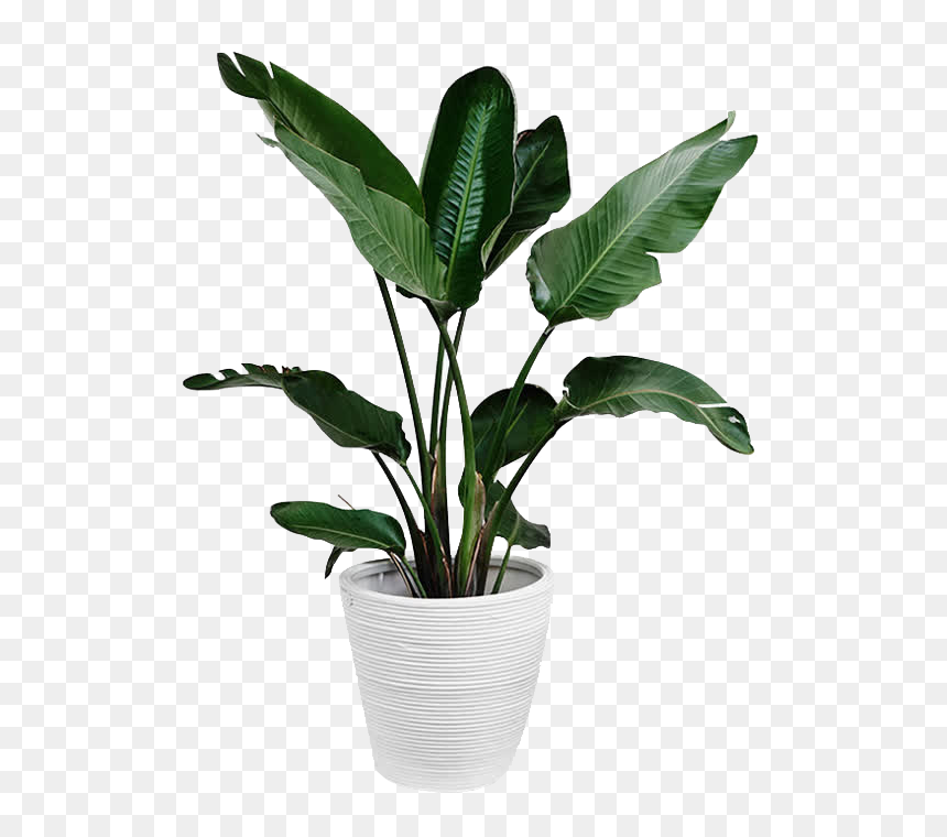 Green Plant Png, Transparent Png - palm plant png