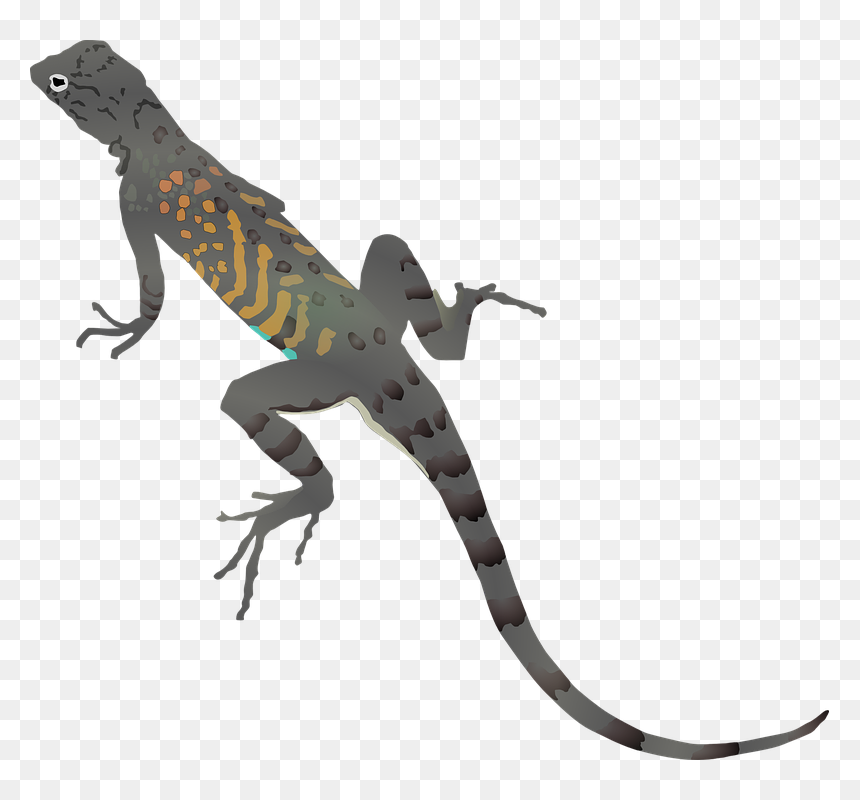 Lizard Clipart, HD Png Download - realistic dragon png