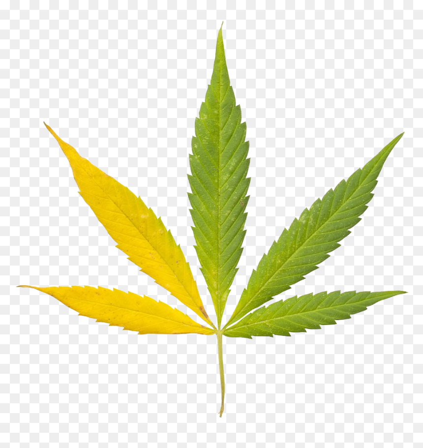 Drugs Leaf, HD Png Download - weed bong png