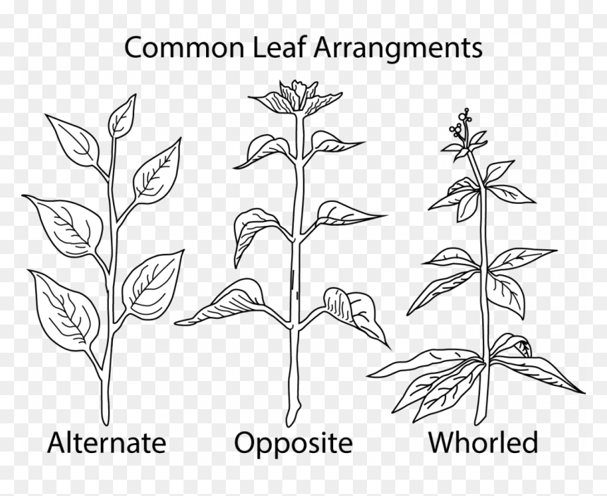Alternate Opposite Whorled Leaves, HD Png Download - weed bong png