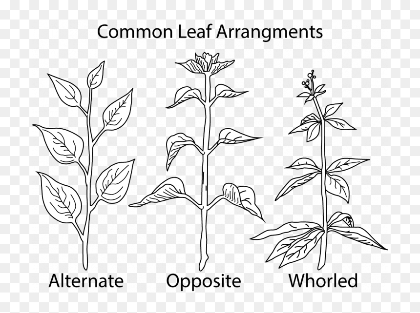 Alternate Opposite Whorled Leaves, HD Png Download - weed bong png