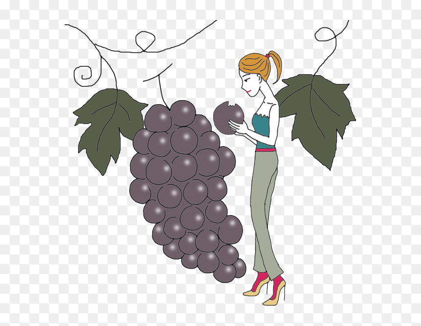 Seedless Fruit, HD Png Download - thorn vine png
