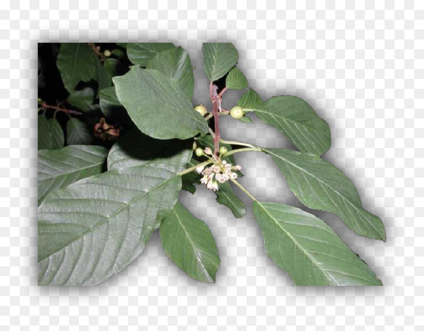 Thorn Vine Png, Transparent Png - thorn vine png