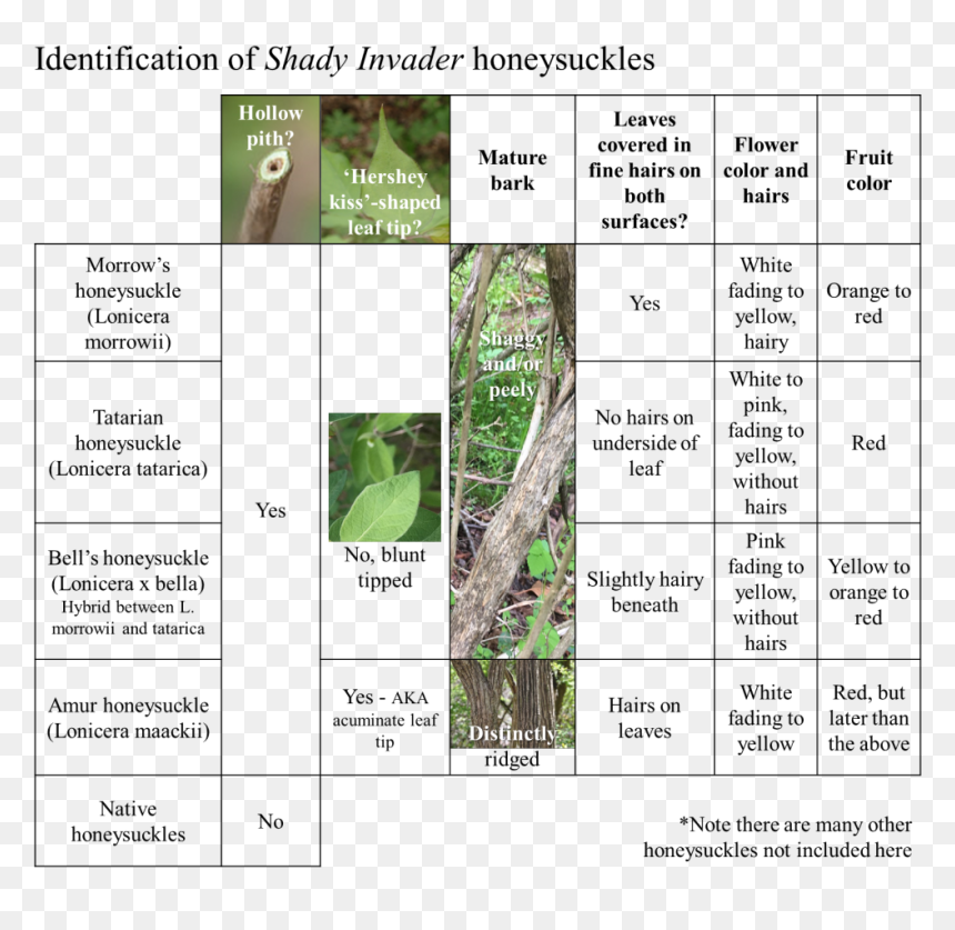 Honeysuckle How To Identify, HD Png Download - thorn vine png