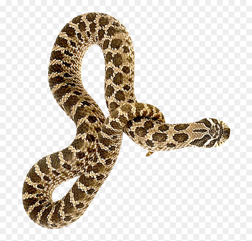 Snake Png, Transparent Png - snake emoji png