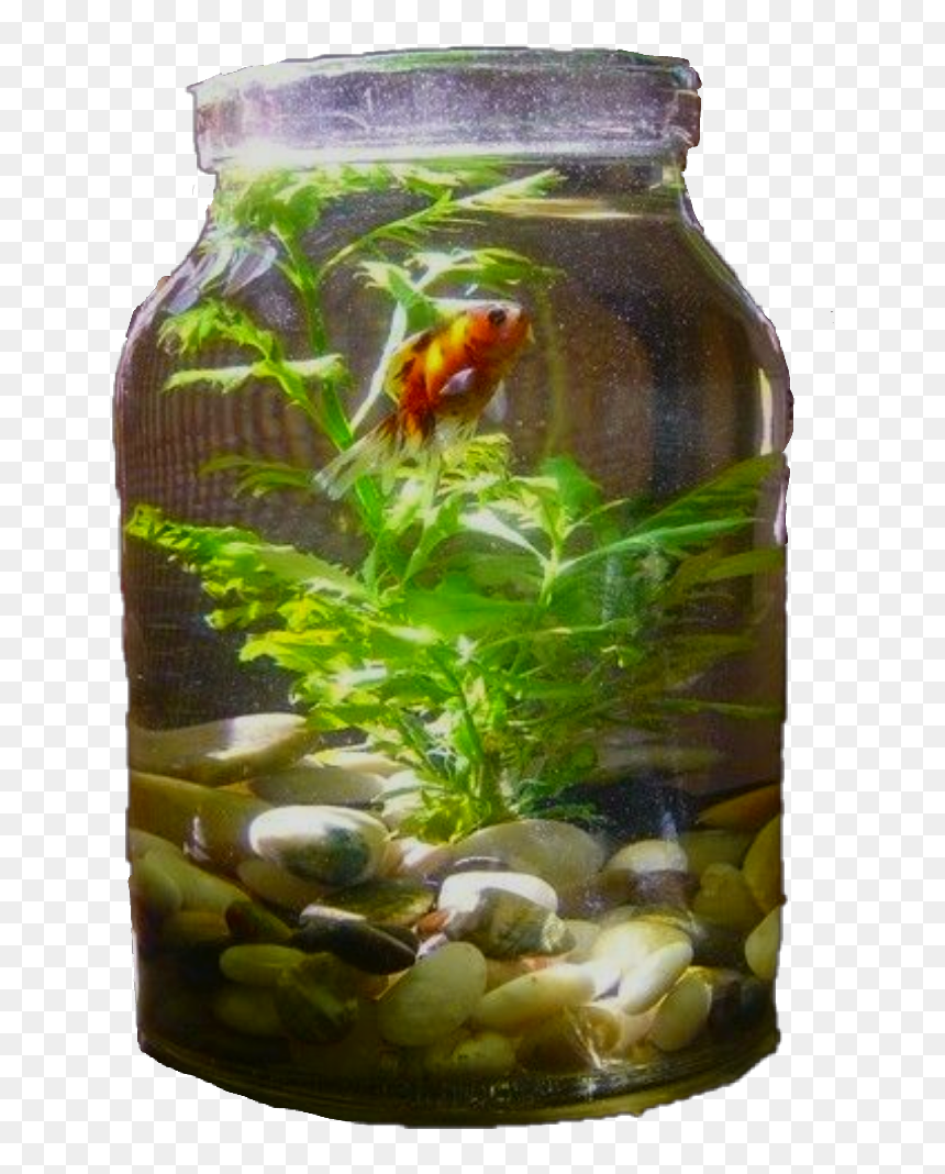 Indoor Water Garden In A Jar , Png Download - Make Your Aquarium Look More Natural, Transparent Png - water jar png
