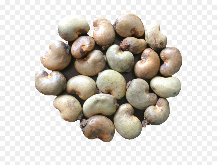 Raw Cashew Nut Png, Transparent Png - kaju png