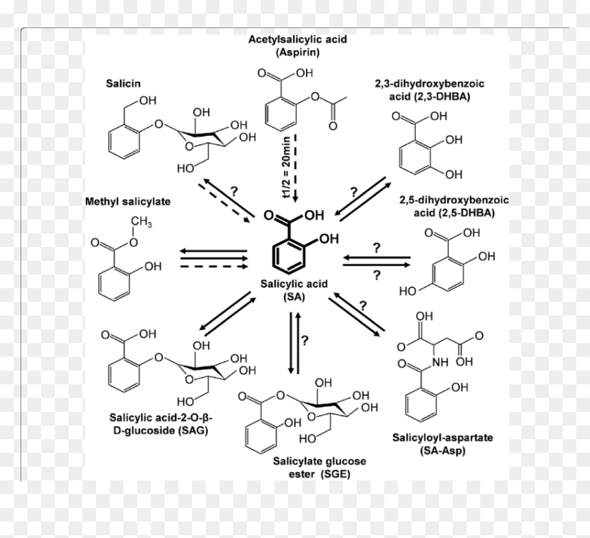 Transparent Plants In Plan Png - Salicylic Acid Metabolism, Png Download - acid png