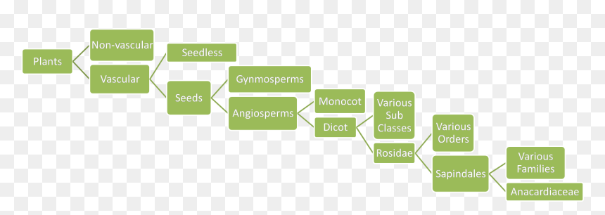 Taxonomy Of Mango Tree, HD Png Download - mango leaf png