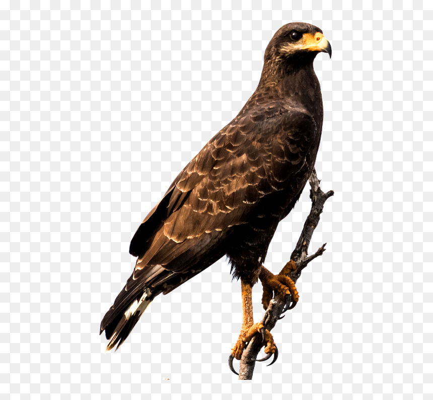 Hawk Sitting Png, Transparent Png - aguila png