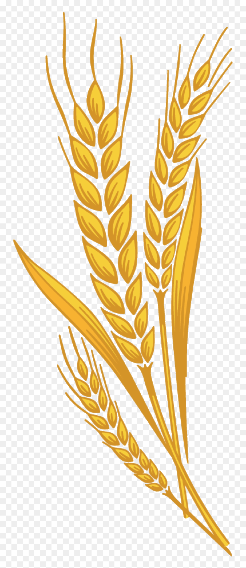 Wheat Prairie Bran Harvest Clipart Free Transparent - Wheat Clipart, HD Png Download - harvest png