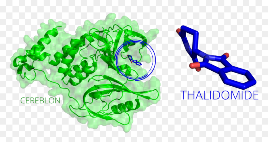 20170525 Thalidomide Cereblon - Graphics, HD Png Download - drug png