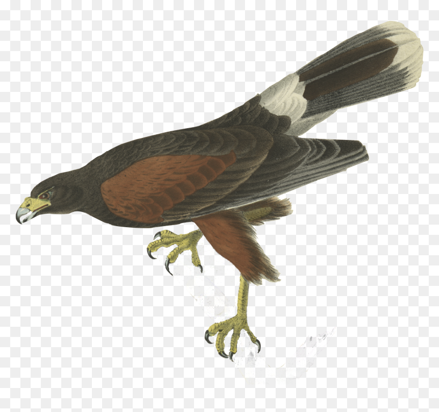 Bird - John James Audubon, HD Png Download - rko outta nowhere png