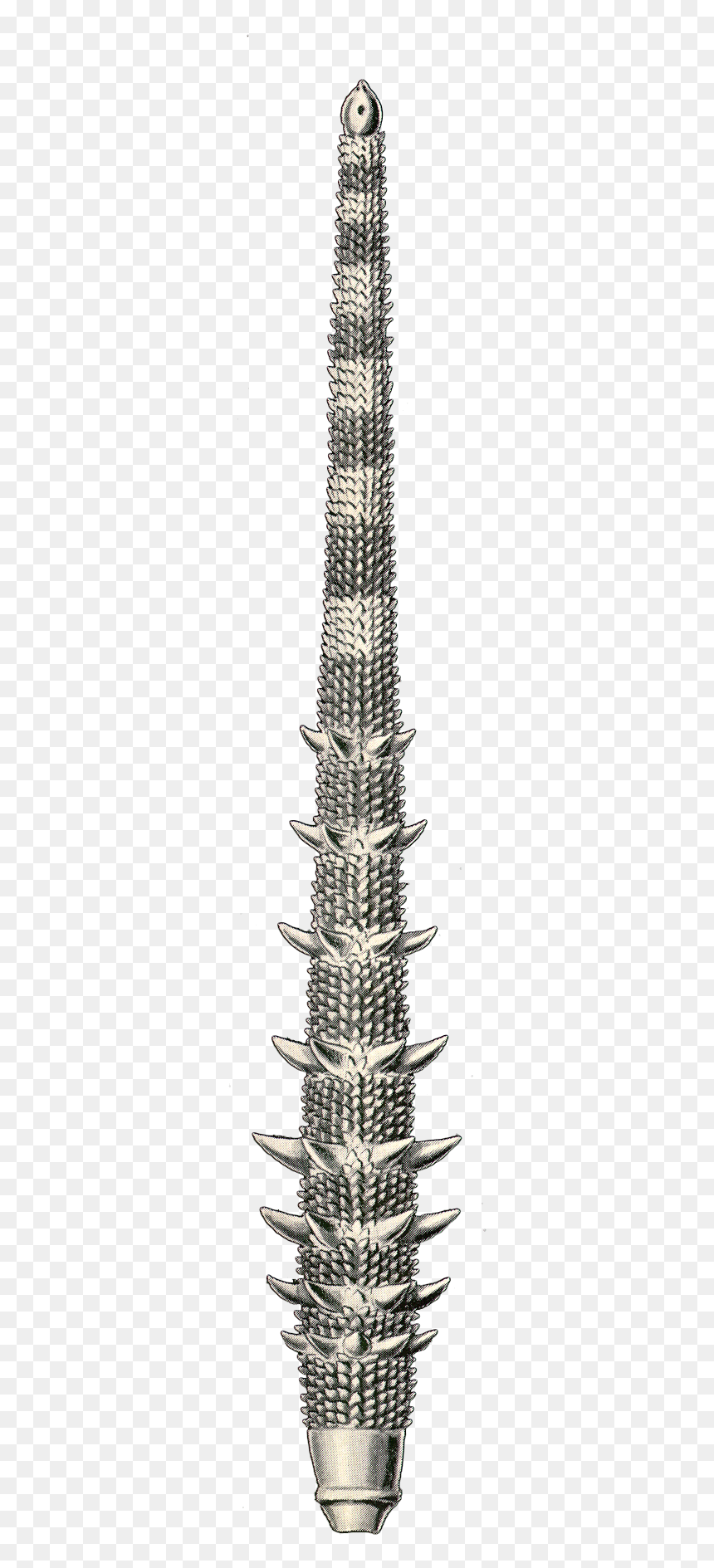 Pond Pine, HD Png Download - thorn png