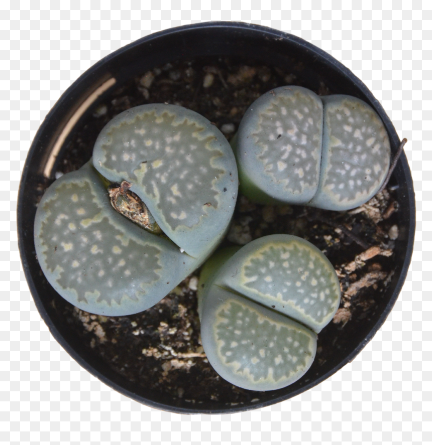 Transparent Thorn Vine Png - Cactus, Png Download - thorn png