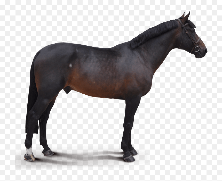 Destello - Shetland Pony, HD Png Download - destello png
