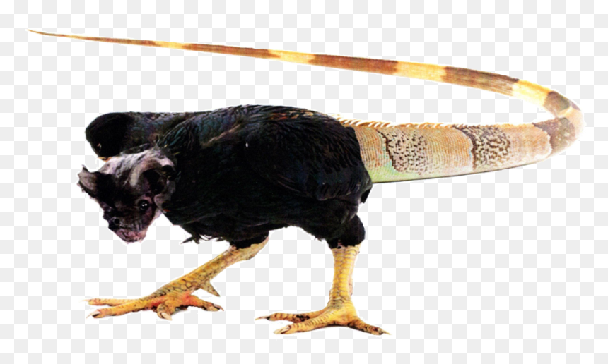 Chicken, HD Png Download - claws png