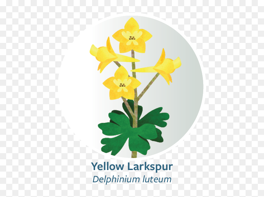 Orchid, HD Png Download - web button png