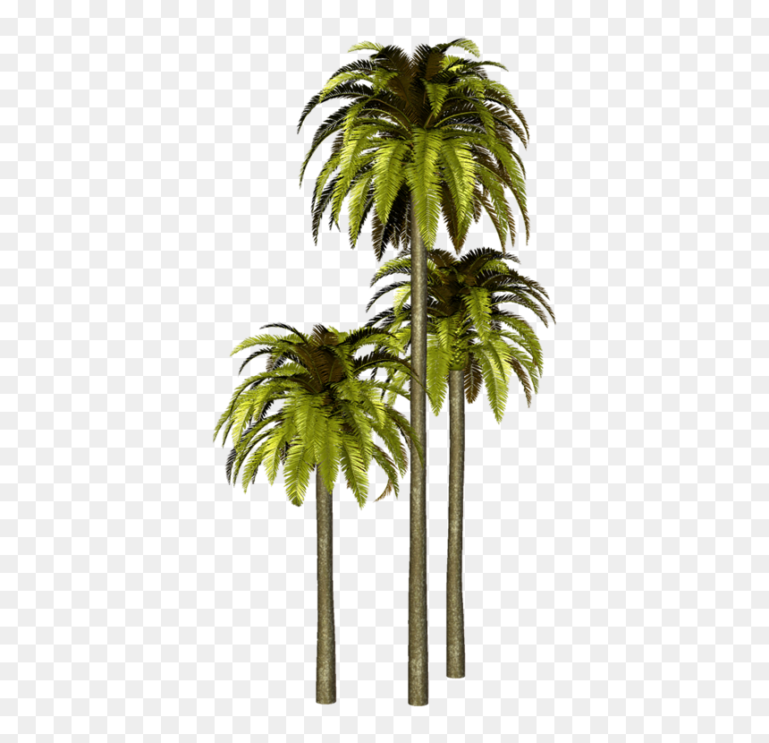 Thumb Image - Palmeras Photoshop, HD Png Download - palmeras png