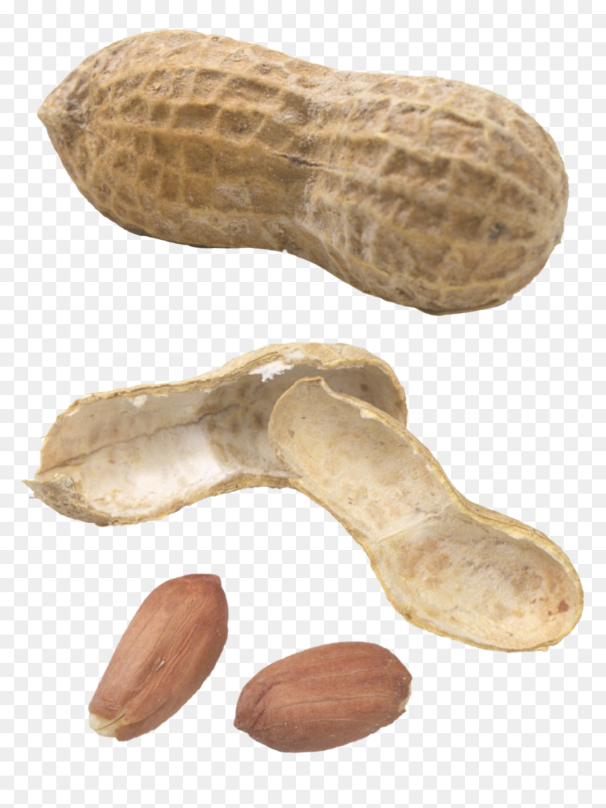 Peanut Png - Monkey Nut, Transparent Png - peanuts png