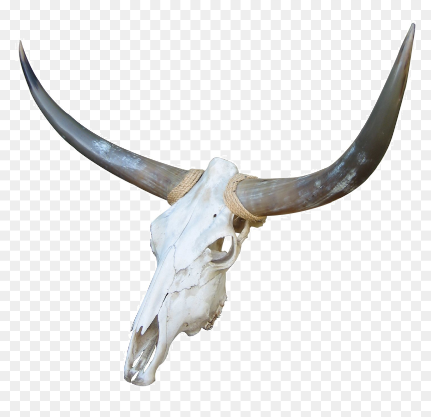 Red, White, And Blue Cattle Bone Goat - Cow Skull Png, Transparent Png - cow skull png