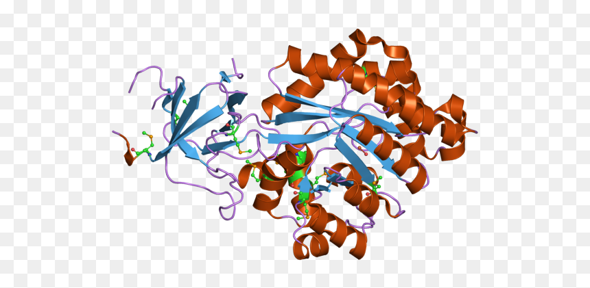 Pdb 2oof Ebi - Illustration, HD Png Download - oof png