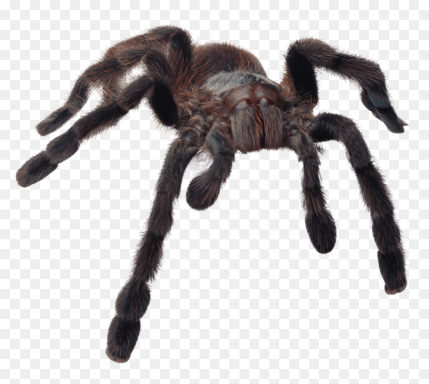 Huge-spider - Transparent Tarantula Png, Png Download - spiders png
