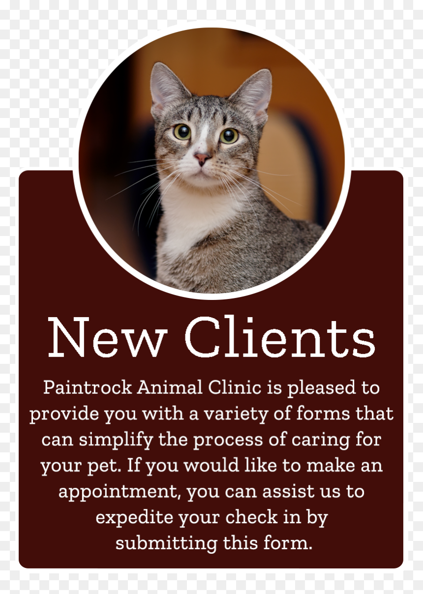 Domestic Short-haired Cat, HD Png Download - find us on facebook png