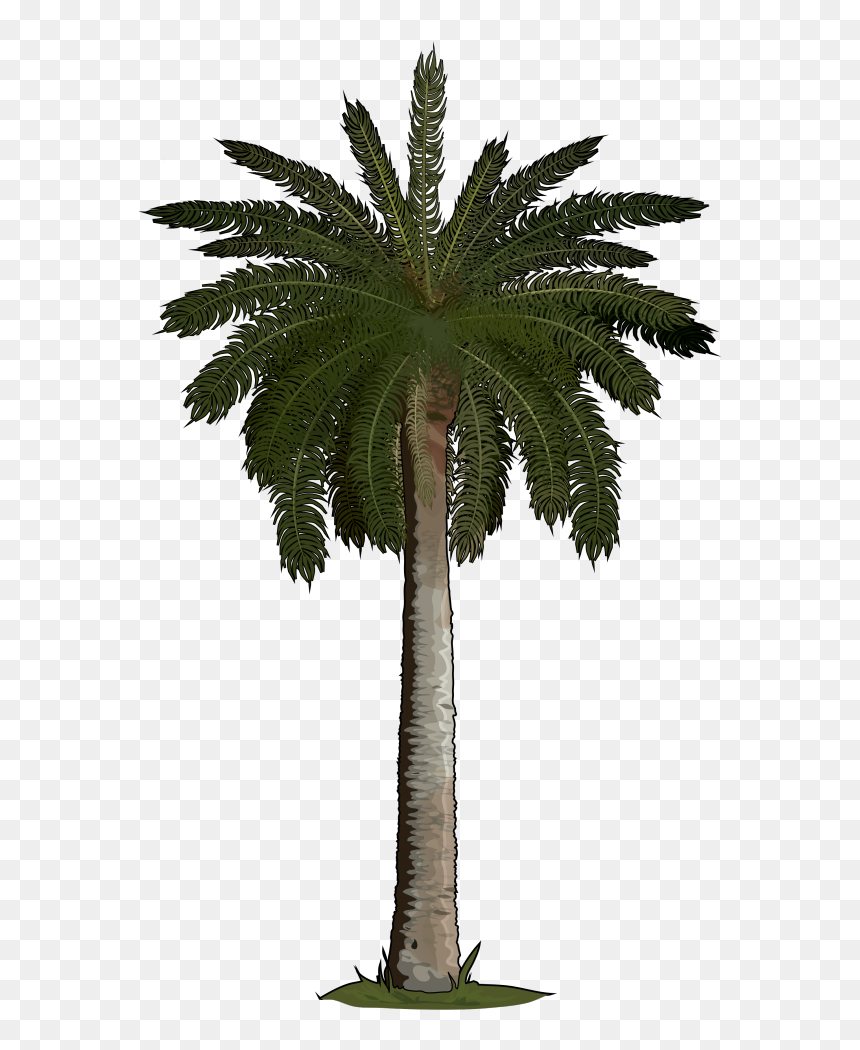 Phoenix Canariensis Png - Palm Trees At Home, Transparent Png - palmeras png