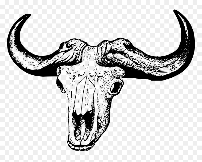 African Buffalo Skull Drawing, HD Png Download - cow skull png
