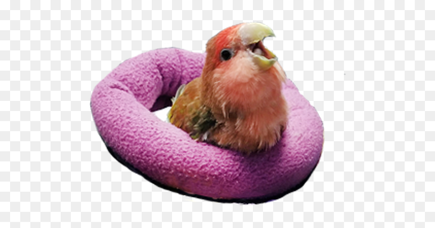 Parrot, HD Png Download - meme.png